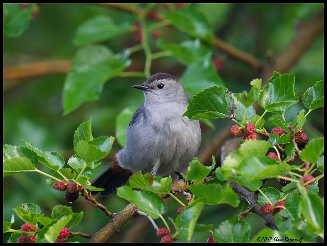 _2SB9821 gray catbird in mulberry tree.jpg